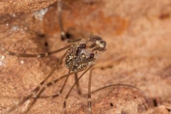 Media type: image; Invertebrate Zoology 29238